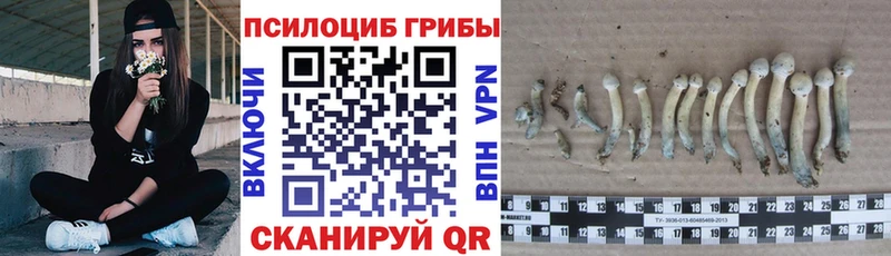 Галлюциногенные грибы Cubensis  Купить где  Михайловск 